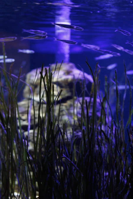 Underwater Tranquility