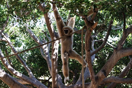 Gibbon in the Trees
