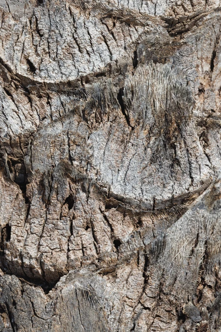 Textured Tree Bark
