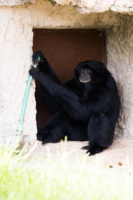 Ape Holding a Hose