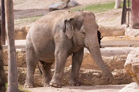 Elephant in a Natural Habitat