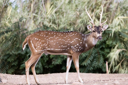 Spotted Deer in Natural Habitat