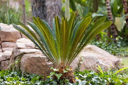 Vibrant Green Palm