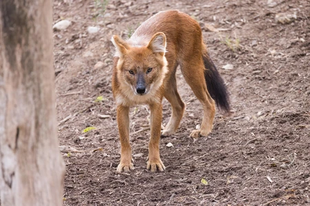 Wild Canine in Natural Habitat