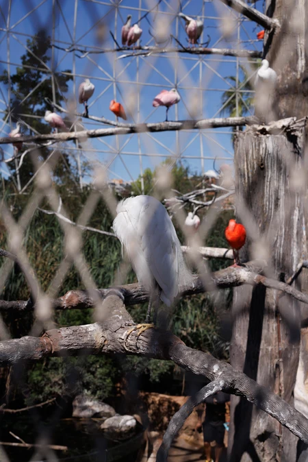 Colorful Birds in an Aviary