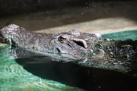 Crocodile Resting in Water