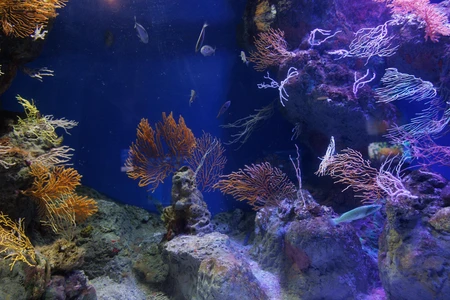 Vibrant Underwater Reef