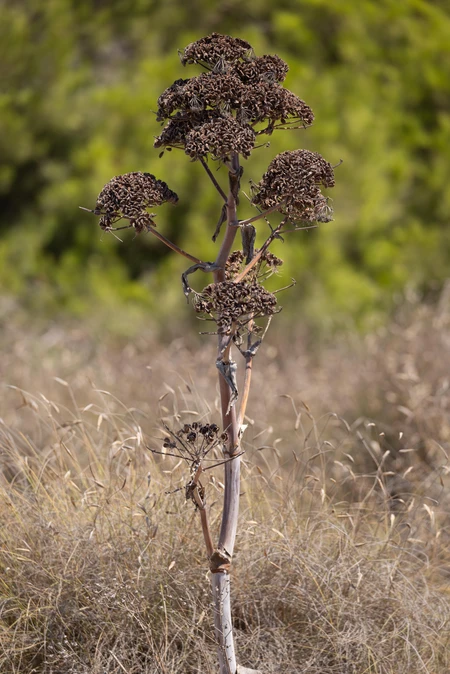 Dried Plant in Natural Setting