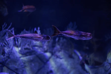 Underwater Serenity