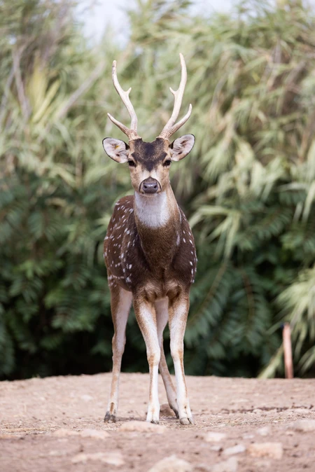 Graceful Deer in the Wild