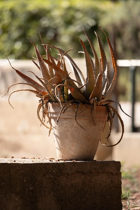 Potted Plant on a Stone Ledge