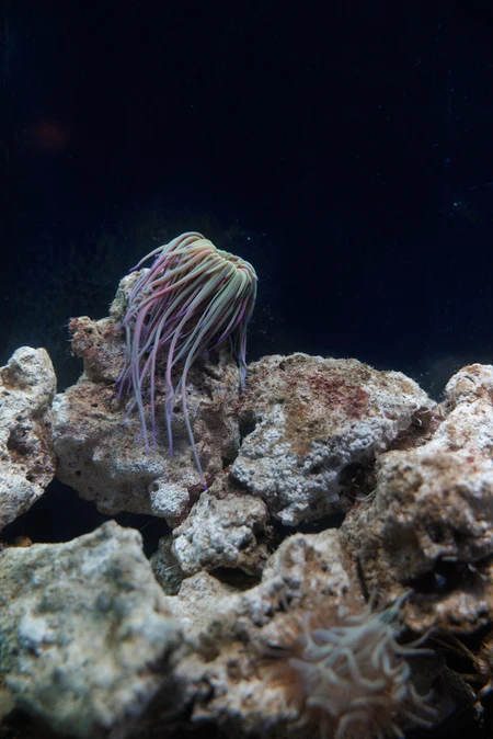Underwater Rock and Anemone