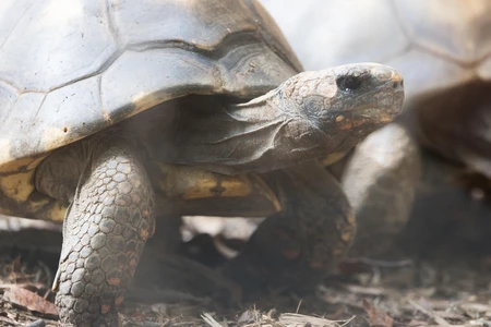 Close-Up of a Tortoise
