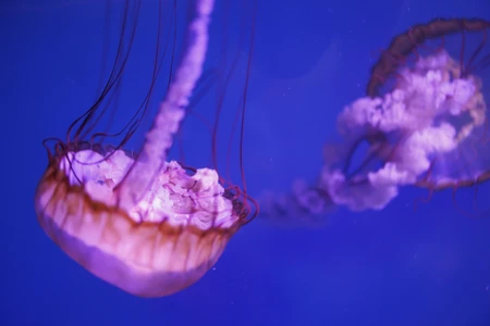 Graceful Jellyfish in Blue Waters