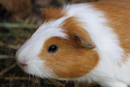 Close-up of a Guinea Pig