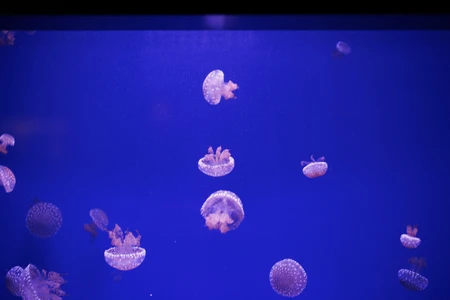 Jellyfish in the Deep Blue