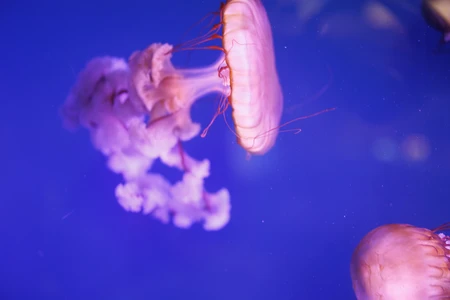 Graceful Jellyfish Swimming