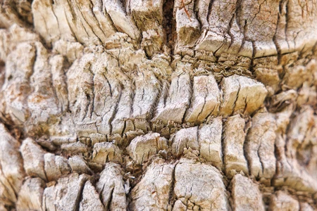 Close-up of Tree Bark Texture