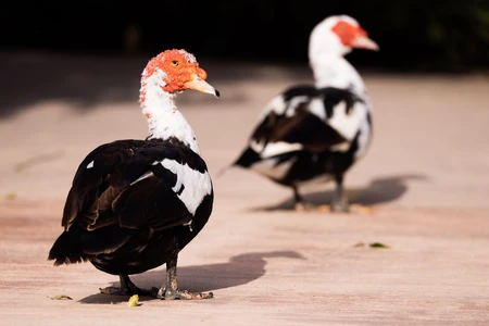 Colorful Ducks in Focus