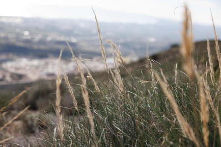 Serene Mountain Grasslands