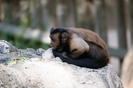 Pensive Monkey on Rocky Outcrop