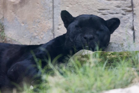 Resting Black Panther