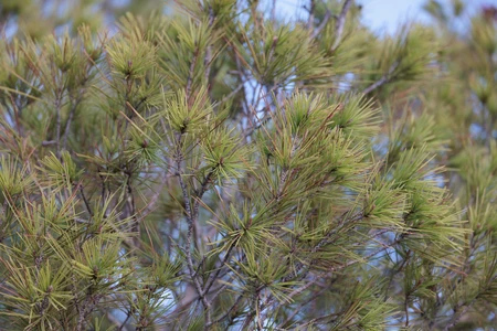 Pine Tree Branches