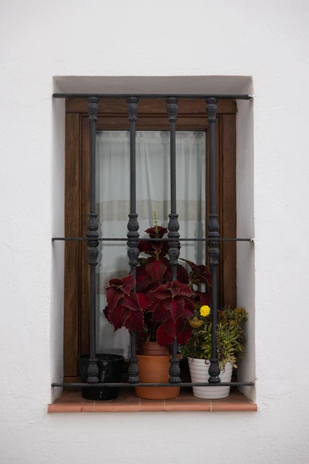 Window with Potted Plants