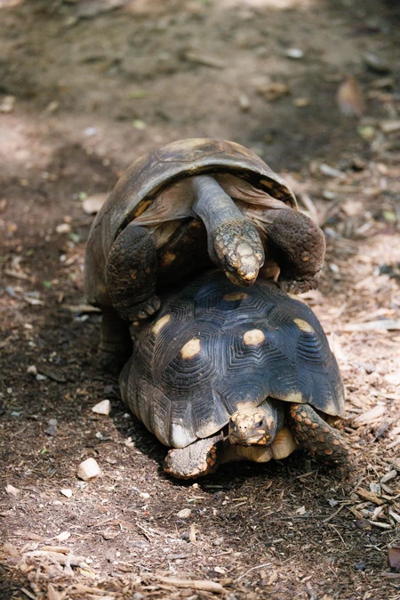 Tortoises in Natural Habitat