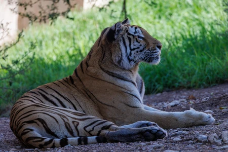Resting Tiger in Natural Habitat