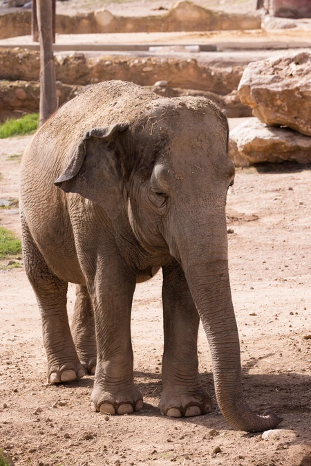 Elephant in Natural Habitat
