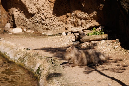 Capybara Resting