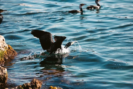 Birds by the Water