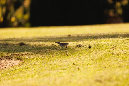 Solitary Bird on Grass