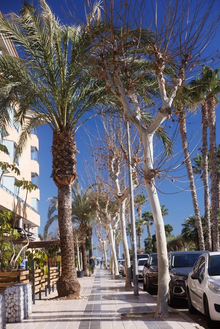 Palm Tree Lined Street