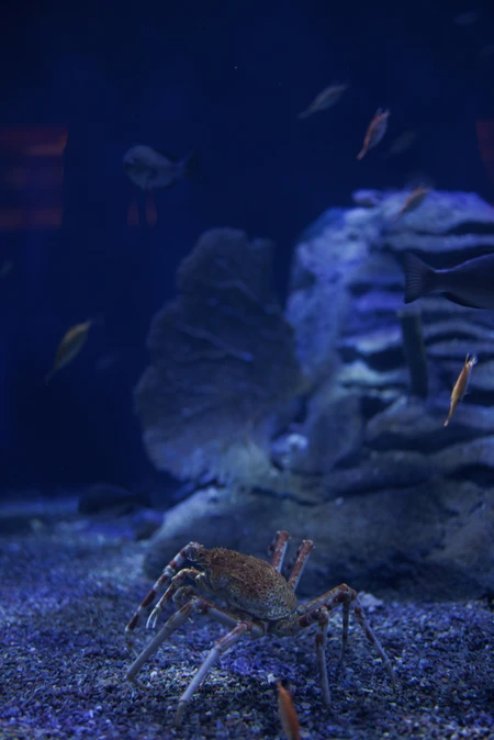 Aquatic Life