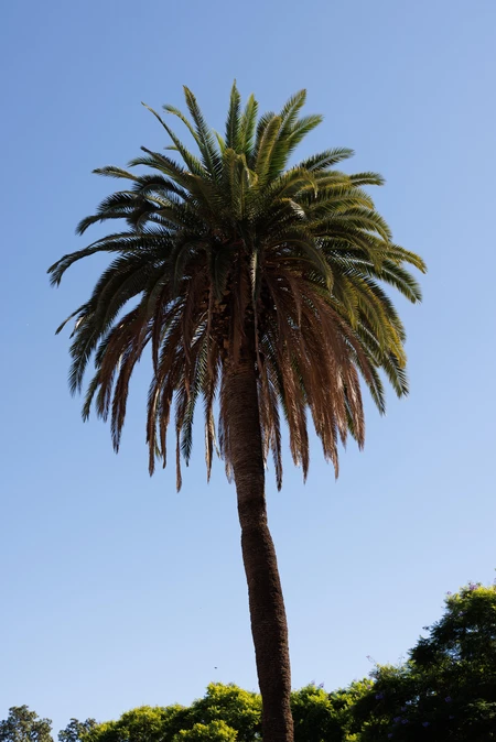 Majestic Palm Tree Against Blue Sky