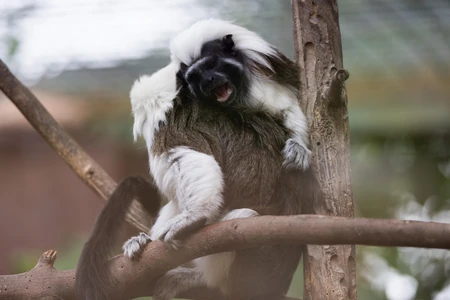 Laughing Tamarin on Tree