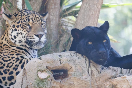 Resting Jaguars