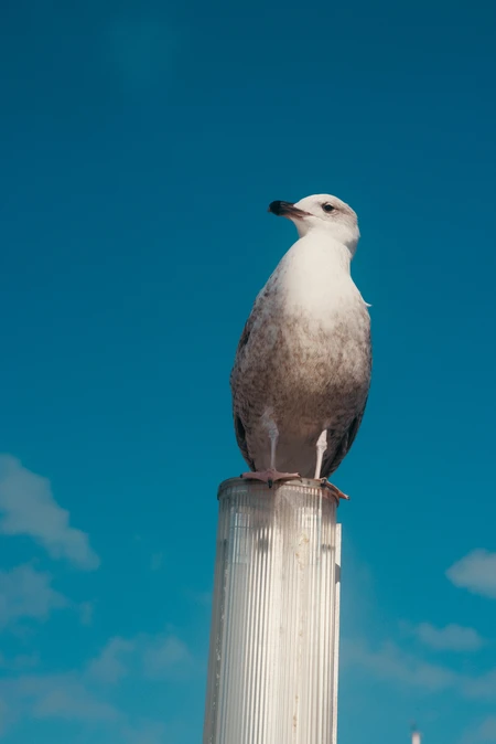 Seagull on a Pole