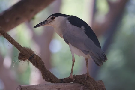 Perched Heron