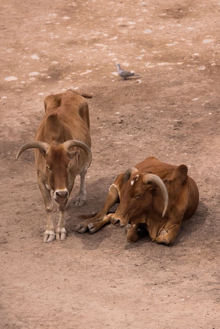 Cattle Resting