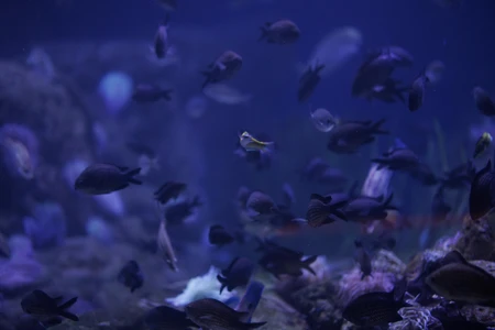 Underwater Serenity