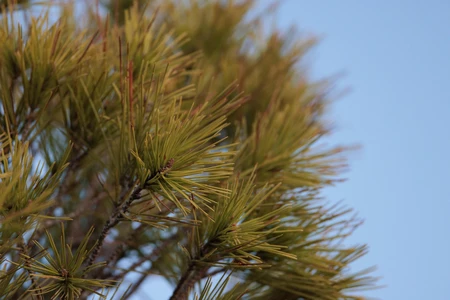 Close-Up of Pine Needles