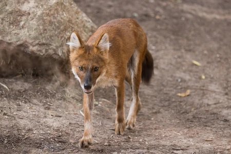 Wild Canine in Natural Habitat
