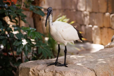 Ibis on a Stone