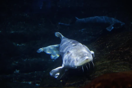 Underwater Catfish