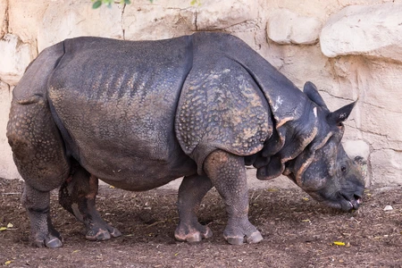 Indian Rhinoceros in Habitat