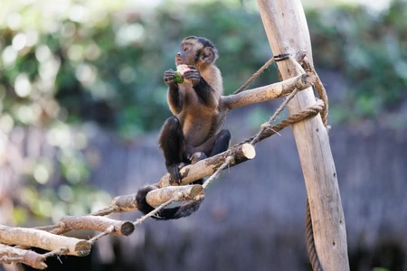 Capuchin Monkey on a Branch