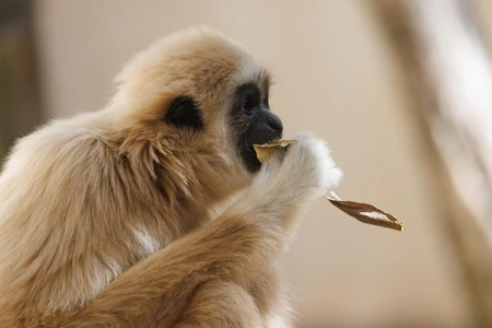 Ape Eating a Leaf